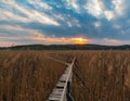 Swamp Sunset walkway and dried reed