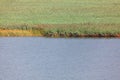 Swamp surface with reed Royalty Free Stock Photo