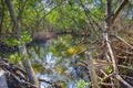 Swamp Surrounded And Shaded By Mangroves