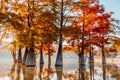 Swamp Taxodium trees with red needles and reflection on water. Autumn in lake Royalty Free Stock Photo