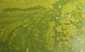 Swamp texture