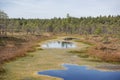 Swamp trail. Summer sunny Day. Kemeri National Park Nature Trail Royalty Free Stock Photo