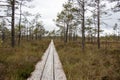 Swamp trail with trees around.