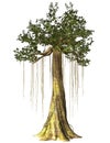 Swamp tree isolated