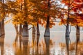 Swamp trees with orange needles and reflection on water. Autumnal trees in lake Royalty Free Stock Photo