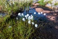 Swamp in tundra in the northern polar summer, coastline of Barents sea, Arctic ocean, Kola Peninsula, Russia