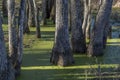 Swamp tupelo trees with duckweed Royalty Free Stock Photo