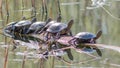 swamp turtles climbed onto a log to bask in the sun