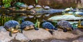 Swamp turtles in a line sitting on a rock together, nest of cumberland slider turtles, tropical reptile specie from America Royalty Free Stock Photo