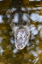 An underwater alligator looks for prey