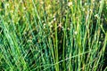 swamp vegetation close up with grass bents and foliage