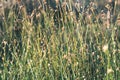 swamp vegetation close up with grass bents and foliage - vintage retro film look Royalty Free Stock Photo