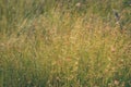 swamp vegetation close up with grass bents and foliage - vintage retro film look Royalty Free Stock Photo