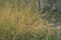 swamp vegetation close up with grass bents and foliage - vintage retro film look Royalty Free Stock Photo