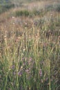 swamp vegetation close up with grass bents and foliage - vintage retro film look Royalty Free Stock Photo