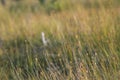 swamp vegetation close up with grass bents and foliage - vintage retro film look Royalty Free Stock Photo