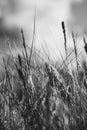 swamp vegetation close up with grass bents and foliage, bog in spring - vintage retro film look Royalty Free Stock Photo