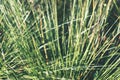 swamp vegetation close up with grass bents and foliage - vintage retro film look Royalty Free Stock Photo