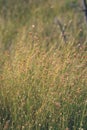 swamp vegetation close up with grass bents and foliage - vintage retro film look Royalty Free Stock Photo