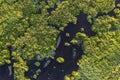 Swamp view from drone. Swampy landscape. View of an impassable swamp from a height. Aerial photography Royalty Free Stock Photo