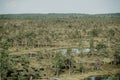 Swamp view with the pine trees and lakes in summer. Kemeru Latvia