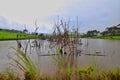 Swamp view in Salaeng Luang National Park, Thailand Royalty Free Stock Photo