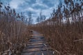 Swamp walking path.