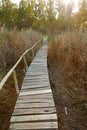 Swamp walking path