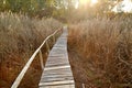 Swamp walking path