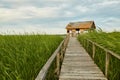 Swamp walking path