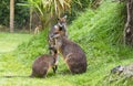 Swamp wallabies in park