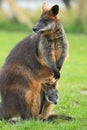 Swamp wallaby