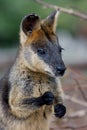 Swamp Wallaby