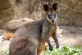 Swamp Wallaby Royalty Free Stock Photo