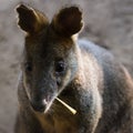 Swamp Wallaby eating leaf