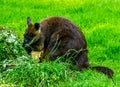 Swamp wallaby eating plants in closeup, popular marsupial specie from Australia Royalty Free Stock Photo