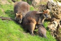 Swamp wallaby family