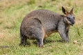 Swamp Wallaby Royalty Free Stock Photo