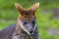 Swamp Wallaby feeding on some eucalyptus blossom Royalty Free Stock Photo