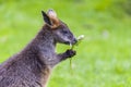 Swamp Wallaby feeding on some eucalyptus blossom Royalty Free Stock Photo