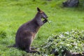 Swamp Wallaby feeding on some eucalyptus blossom Royalty Free Stock Photo