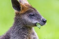 Swamp Wallaby feeding on some eucalyptus blossom Royalty Free Stock Photo