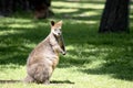 this is a side view of a Swamp wallaby Royalty Free Stock Photo