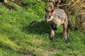 Swamp wallaby joey