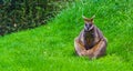 Swamp wallaby sitting a meditative pose, popular zoo animal specie