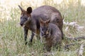 Swamp Wallaby Royalty Free Stock Photo