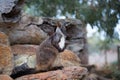 Swamp wallaby (Wallabia bicolor), also known as the black wallab Royalty Free Stock Photo