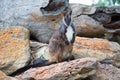 Swamp wallaby (Wallabia bicolor), also known as the black wallab Royalty Free Stock Photo