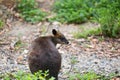 Swamp wallaby (Wallabia bicolor), also known as the black wallab Royalty Free Stock Photo