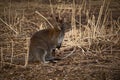 Swamp wallaby (Wallabia bicolor), also known as the black wallaby Royalty Free Stock Photo